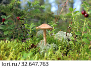 Laccaria proxima. Mushroom Sunny day in Siberia. Стоковое фото, фотограф Григорий Писоцкий / Фотобанк Лори