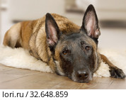 Purebred Belgian shepherd dog Malinois dog resting  on a fur rug. Стоковое фото, фотограф Алексей Кузнецов / Фотобанк Лори