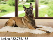 Belgian shepherd dog Malinois dog lying on a fur rug on the living room floor. Стоковое фото, фотограф Алексей Кузнецов / Фотобанк Лори