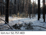 В зимнем сосновом лесу полянка с сосенками. Зима. Стоковое фото, фотограф Анатолий Матвейчук / Фотобанк Лори