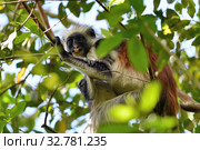 Zanzibar red colobus in Jozani forest. Tanzania, Africa (2019 год). Стоковое фото, фотограф Знаменский Олег / Фотобанк Лори