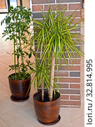 Драцена душистая (Dracaena fragrans (L.) Ker Gawl.) в цветочном горшке стоит на полу в холле. Стоковое фото, фотограф Ирина Борсученко / Фотобанк Лори