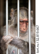 Monkey in a cage. Rhesus Macaque - Macaca mulatta (2019 год). Стоковое фото, фотограф Евгений Ткачёв / Фотобанк Лори