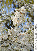 Цветение магнолии кобус (Magnolia kobus DC.) Стоковое фото, фотограф Ирина Борсученко / Фотобанк Лори