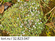 Лишайник кладония на гнилом дереве. lichen Cladonia on a rotten tree. Стоковое фото, фотограф Евгений Романов / Фотобанк Лори