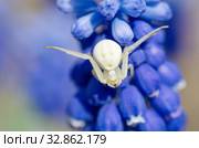 Паук-засадник Мизумена косолапая (лат. Misumena vatia) на цветке мускари. Стоковое фото, фотограф Елена Коромыслова / Фотобанк Лори