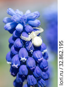 Паук-засадник Мизумена косолапая (лат. Misumena vatia) на цветке мускари. Стоковое фото, фотограф Елена Коромыслова / Фотобанк Лори
