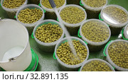 Process of brine addition of pickled olives in plastic buckets before packaging at artisanal pickles producing factory. Стоковое видео, видеограф Яков Филимонов / Фотобанк Лори
