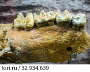 Фрагмент нижней челюсти динотерия. Экспонат Азовского историко‑археологического и палеонтологического музея. (2019 год). Редакционное фото, фотограф Вячеслав Палес / Фотобанк Лори