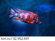 Аулонокара Мультиколор  Peacock Cichlid. Стоковое фото, фотограф Татьяна Белова / Фотобанк Лори