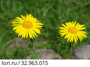 Цветущий дороникум (лат. Doronicum) крупным планом. Стоковое фото, фотограф Елена Коромыслова / Фотобанк Лори