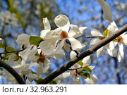 Цветы магнолии кобус (Magnolia kobus DC.) на фоне голубого неба. Стоковое фото, фотограф Ирина Борсученко / Фотобанк Лори