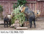 Сычуаньский такин. Sichuan-Takin. Стоковое фото, фотограф Галина Савина / Фотобанк Лори