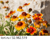 Flowers of gaillardia. Стоковое фото, фотограф Юлия Бабкина / Фотобанк Лори