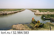 Mesopotamian Marshes, habitat of Marsh Arabs aka Madans. Iraq (2011 год). Редакционное фото, фотограф Сергей Майоров / Фотобанк Лори
