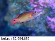 Бодиан Дианы (Bodianus diana) губан, морская рыба. Стоковое фото, фотограф Татьяна Белова / Фотобанк Лори