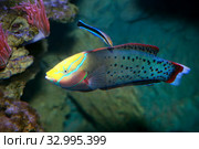 Корис Королевский (Coris formosa) губан - морская рыба. Стоковое фото, фотограф Татьяна Белова / Фотобанк Лори