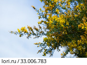 Yellow flowers of the plant Teline canariensis. Стоковое фото, фотограф Яков Филимонов / Фотобанк Лори