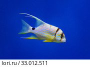 Золотой полосатый окунь (Symphorichthys spilurus) Стоковое фото, фотограф Natalia Sidorova / Фотобанк Лори