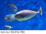 Носорог Вламинга (Naso vlamingii, Bignose unicornfish) Стоковое фото, фотограф Natalia Sidorova / Фотобанк Лори