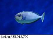 Носорог Вламинга (Naso vlamingii, Bignose unicornfish) Стоковое фото, фотограф Natalia Sidorova / Фотобанк Лори