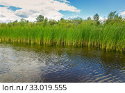 Growing reeds in the bay of the river against the background of the forest and cloudy blue sky on a summer day. Стоковое фото, фотограф Акиньшин Владимир / Фотобанк Лори