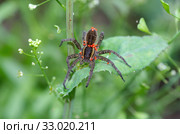 Паук Охотник каемчатый (лат. Dolomedes fimbriatus) с клещами на теле. Стоковое фото, фотограф Елена Коромыслова / Фотобанк Лори
