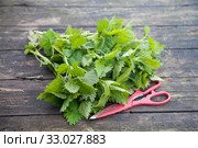 Дикорастущее съедобное растение - молодая крапива двудомная (Urtica dioica) Стоковое фото, фотограф Наталия Шевченко / Фотобанк Лори