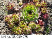 Молодило или каменная роза (лат. Sempervivum) крупным планом. Стоковое фото, фотограф Елена Коромыслова / Фотобанк Лори