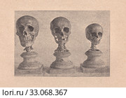 Пособия для рисования: череп взрослого человека, старика и ребенка. Стоковая иллюстрация, иллюстратор Илюхина Наталья / Фотобанк Лори
