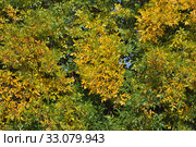 Ясень обыкновенный, или высокий (Fraxinus excelsior, European Ash) осенью. Стоковое фото, фотограф lana1501 / Фотобанк Лори