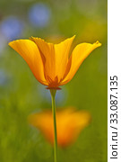 california poppy. Стоковое фото, фотограф Hans-Joachim Schneider / PantherMedia / Фотобанк Лори