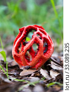 Very interesting species of fungi (Clathrus ruber) Стоковое фото, фотограф Arpad Radoczy / PantherMedia / Фотобанк Лори