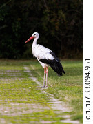 Young stork walks along the coast. Стоковое фото, фотограф Arpad Radoczy / PantherMedia / Фотобанк Лори