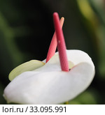 anthurium. Стоковое фото, фотограф Ines Weiland-Weiser / PantherMedia / Фотобанк Лори