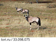 oryxes. Стоковое фото, фотограф Willy Brüchle / PantherMedia / Фотобанк Лори