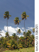 Palm trees at Rampanalgas Bay. Стоковое фото, фотограф Willy Brüchle / PantherMedia / Фотобанк Лори