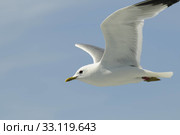 herring gull. Стоковое фото, фотограф Ines Weiland-Weiser / PantherMedia / Фотобанк Лори