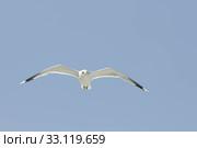 herring gull. Стоковое фото, фотограф Ines Weiland-Weiser / PantherMedia / Фотобанк Лори
