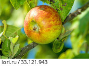 apple on the tree. Стоковое фото, фотограф Hans-Joachim Schneider / PantherMedia / Фотобанк Лори