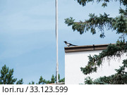 Красивая сорока сидит на крыше на фоне неба перед елью. Стоковое фото, фотограф Кузин Алексей / Фотобанк Лори