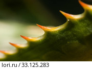 Close up of a spiky plant. Стоковое фото, фотограф Arpad Radoczy / PantherMedia / Фотобанк Лори