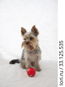 Yorkshire Terrier with red Chrismas ball. Стоковое фото, фотограф Jaroslav Frank / PantherMedia / Фотобанк Лори