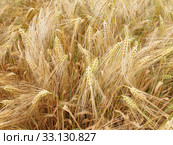 Barleycorn field. Стоковое фото, фотограф Claudio Divizia / Smarterpix / Фотобанк Лори