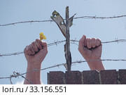 Dirty hands holding a flower behind barbed wires. Стоковое фото, фотограф Piotr Stryjewski / PantherMedia / Фотобанк Лори