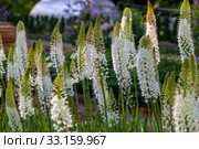 Эремурус гималайский (Eremurus himalaicus) Стоковое фото, фотограф Ольга Сейфутдинова / Фотобанк Лори
