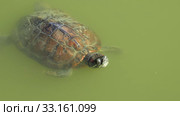 Pond slider turtle. Стоковое видео, видеограф Сергей Пристяжнюк (Serg Zastavkin) / Фотобанк Лори