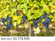 blue grapes in vineyard, Southern Moravia, Czech Republic. Стоковое фото, фотограф Richard Semik / PantherMedia / Фотобанк Лори