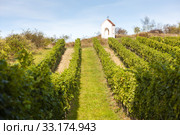 God's torture near Hnanice with vineyard, Southern Moravia, Czech Republic. Стоковое фото, фотограф Richard Semik / PantherMedia / Фотобанк Лори