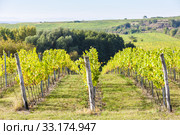 vineyard near Hnanice, Southern Moravia, Czech Republic. Стоковое фото, фотограф Richard Semik / PantherMedia / Фотобанк Лори